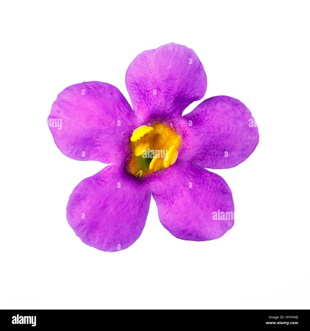 violette Blüte Stockfoto