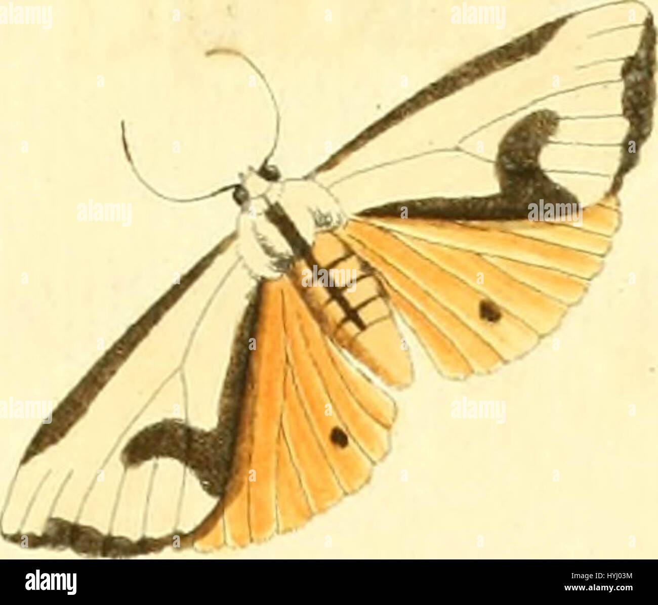 "Nouvelles Illustrationen de Zoologie: Contenant Cinquante Planches Enlumineés oiseaux Curieux, et Qui non Etés Jamais Descrits, et Quelques de Quadrupedes, de Reptilien et d'insectes, Avec de Courtes Beschreibungen systematiques'A Geschichte der Vierbeiner: die Zahlen eingraviert auf Holz 1800 Stockfoto