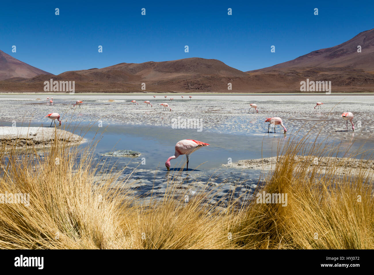 Laguna Hedionda, Bolivien Stockfoto