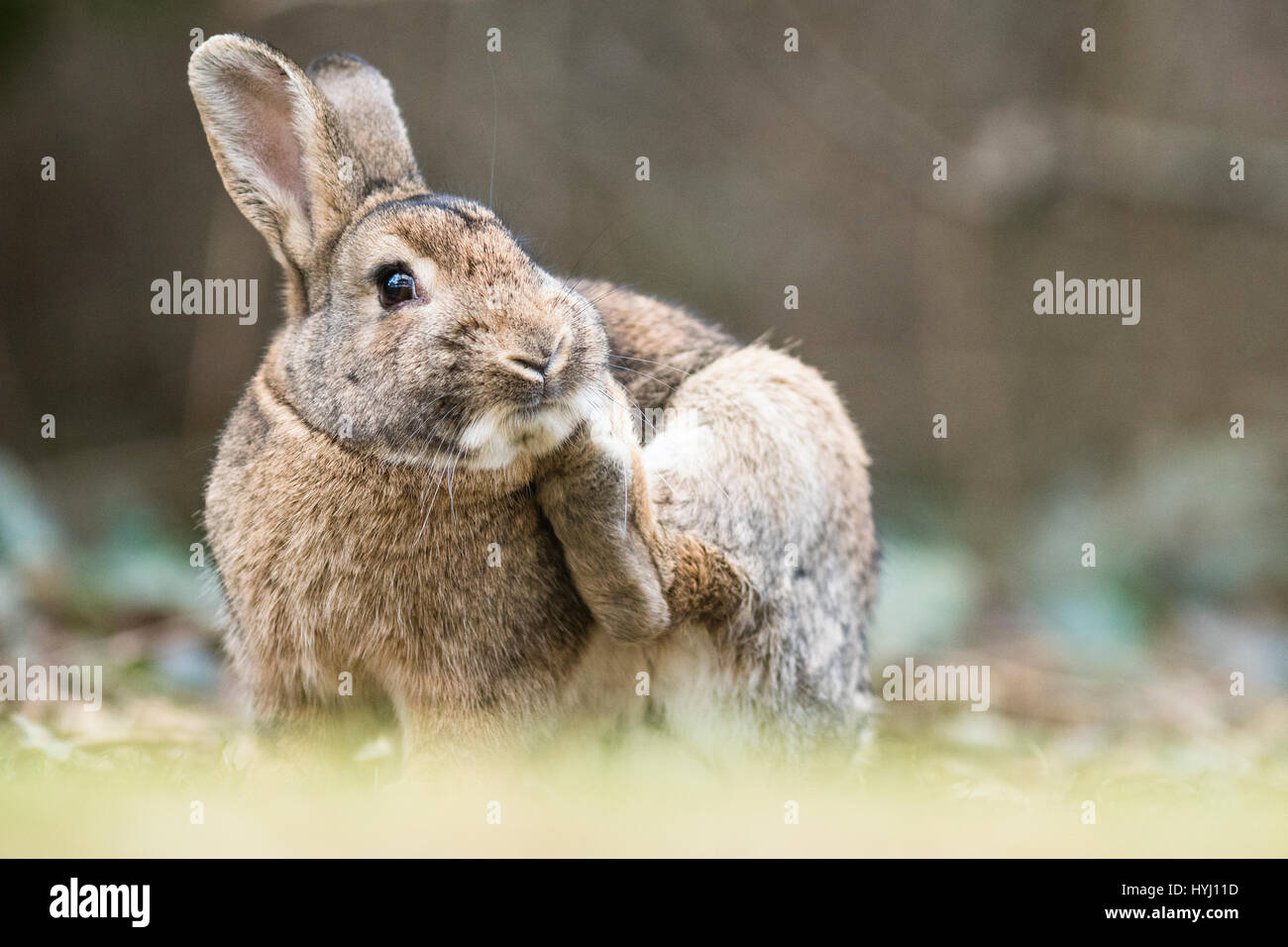 Wildkaninchen (Oryctolagus Cuniculus) Kratzer, Niederösterreich, Österreich Stockfoto