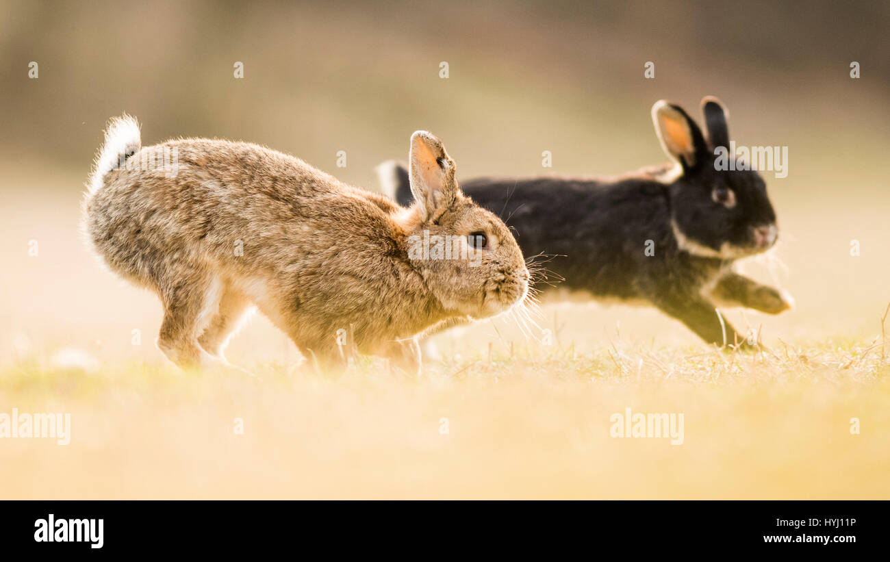 Two wild rabbits -Fotos und -Bildmaterial in hoher Auflösung – Alamy