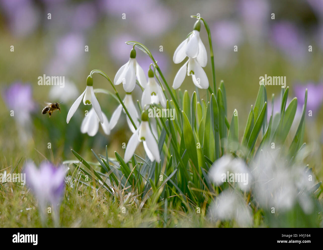 Honigbiene (Apis) Schneeglöckchen (Galanthus Nivalis) und Krokus (Crocus) lila, Stuttgart, Baden-Württemberg, Deutschland Stockfoto