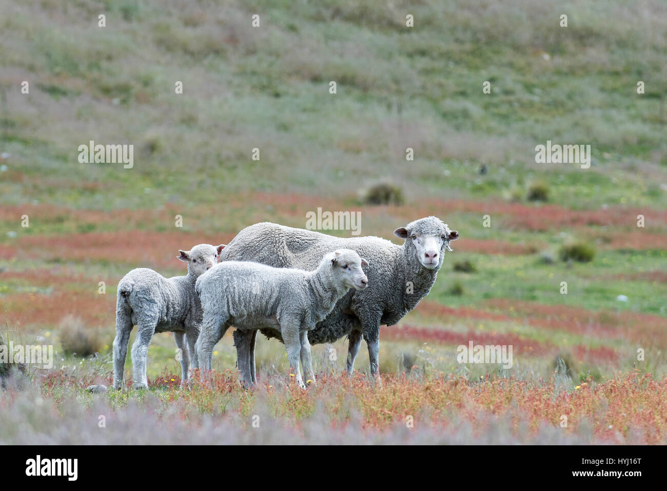 Schafe (Ovis Orientalis) auf der Weide, Mutter mit zwei Lämmern, Mackenzie Country, Südinsel, Southland, Neuseeland Stockfoto