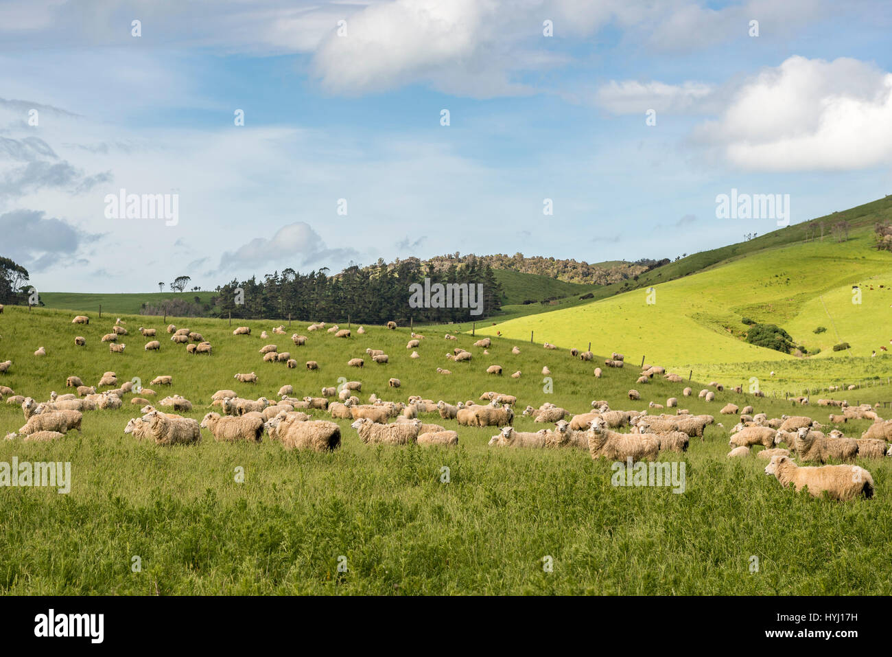 Schafherde in den Hügeln, die Catlins, Southland, Neuseeland Stockfoto