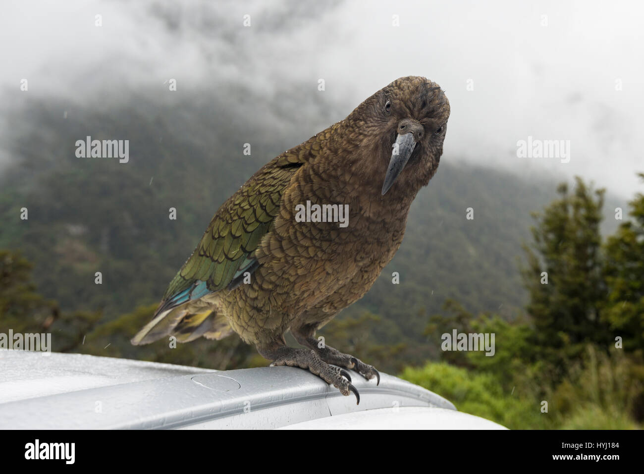 Kea (Nestor Notabilis) sitzen am Autodach, Fiordland-Nationalpark, Southland, Neuseeland Stockfoto