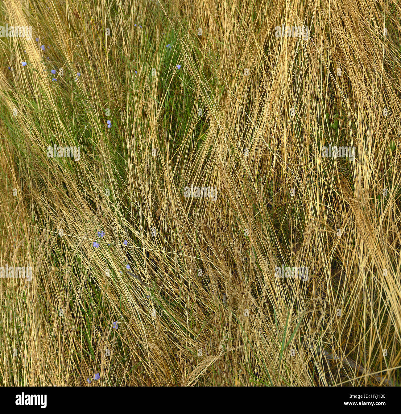 Close-up liegenden langen trockenen Gras und kleine Wiesenblumen. Grasbewachsenen Hintergrund Stockfoto