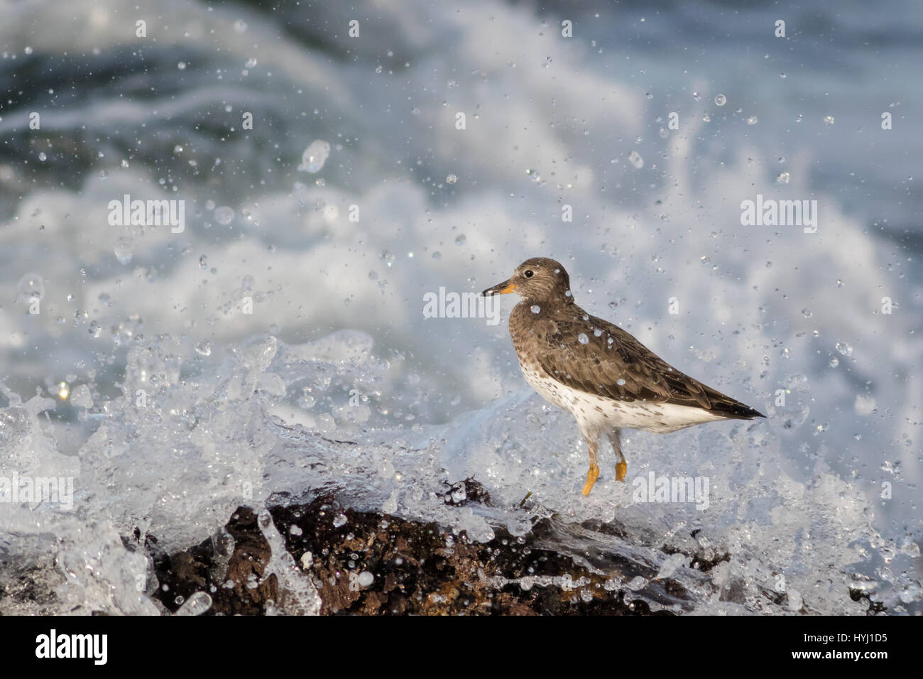 Ein Surfbird Schlachten die starke Flut bei der Fütterung auf Krebstiere am Rand der Felsen. Diese Vögel sind zäh und gedeihen in diesem Umfeld Stockfoto