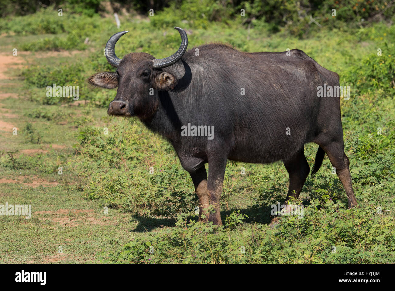 Sri Lanka, Tissamaharama, Yala-Nationalpark aka Ruhuna National Park. Wilde Wasserbüffel (Bubalus Arnee) aka asiatische Büffel oder asiatische Büffel, native Stockfoto