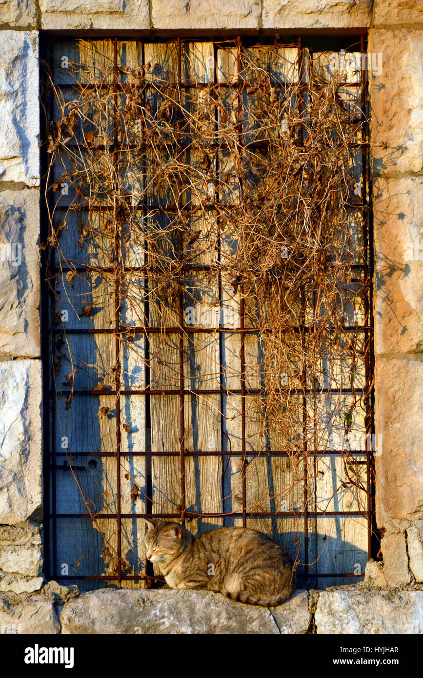Katze ruht auf einem mittelalterlichen Fenster Sil. Stockfoto