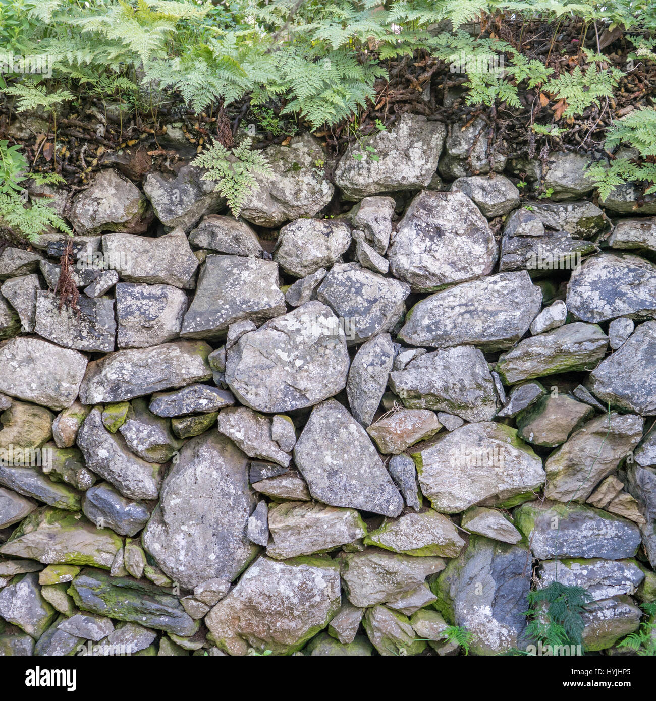 Farne in einer Steinmauer Stockfoto