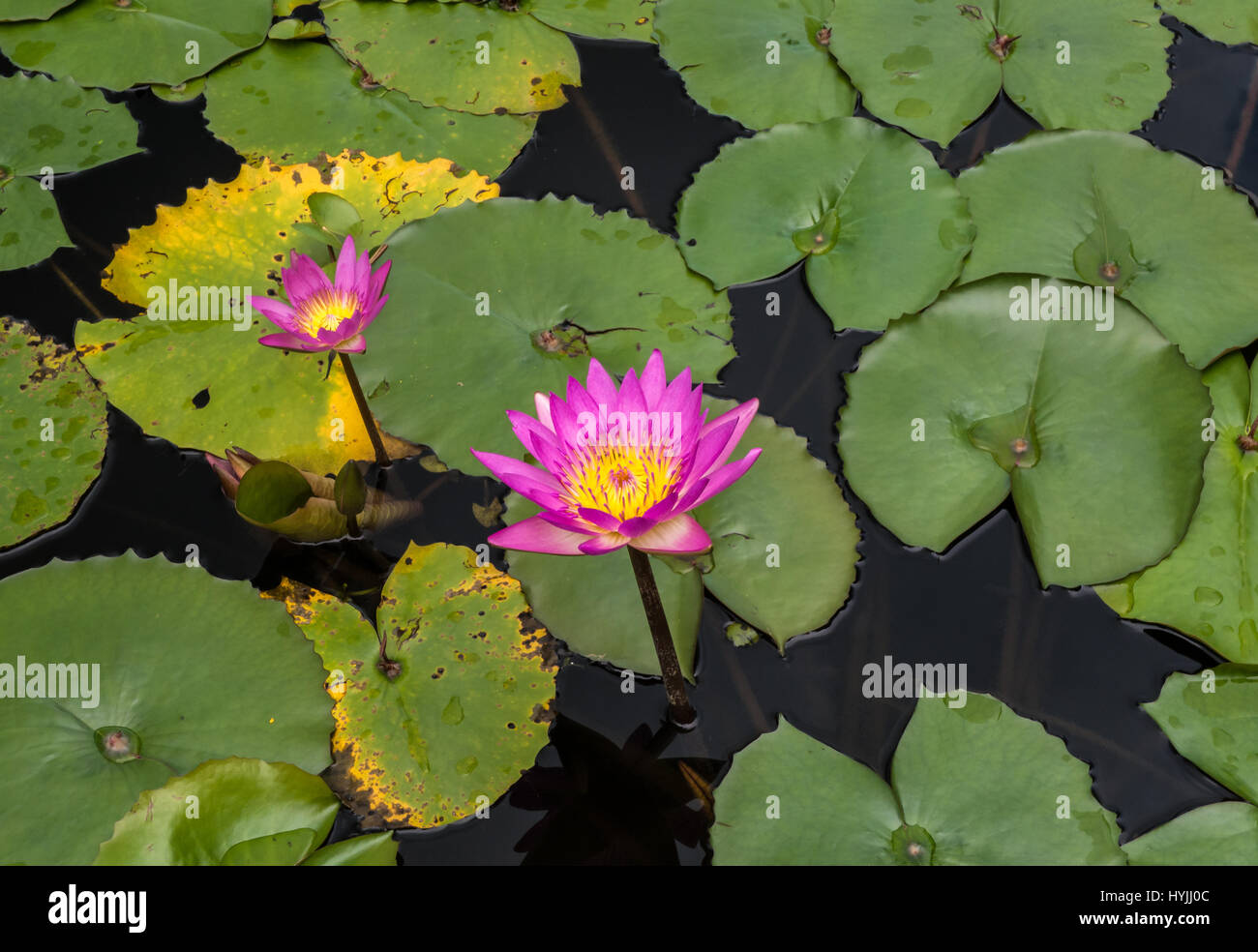Reflexion der seerosen Fotos und Bildmaterial in hoher Auflösung Alamy