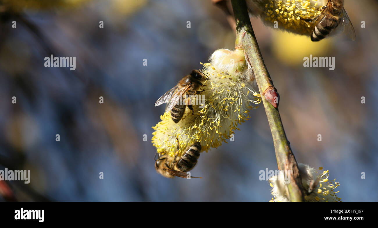 Biene auf catkin Stockfoto