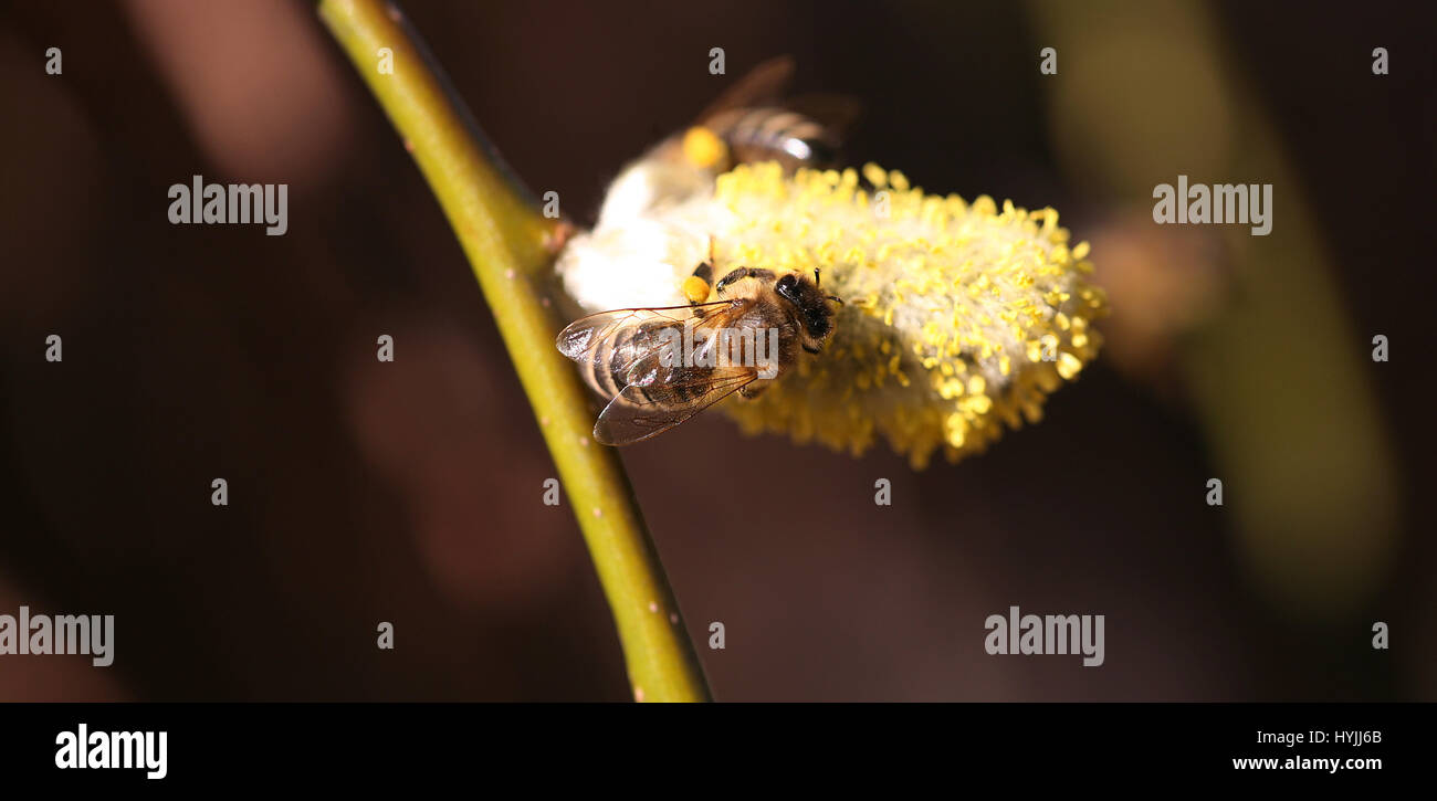 Biene auf catkin Stockfoto