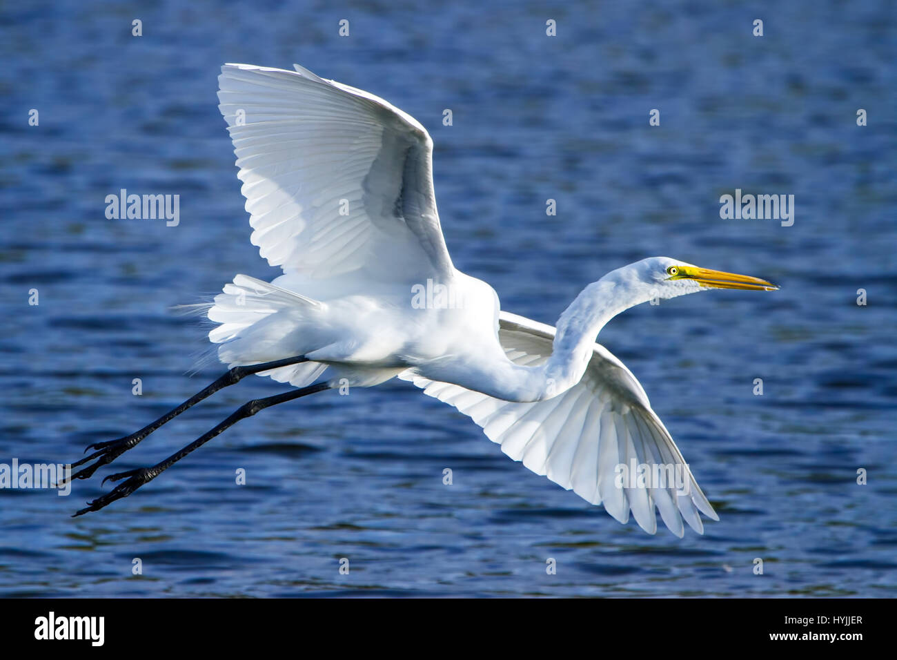 Ein Silberreiher fliegt in die Everglades. Stockfoto