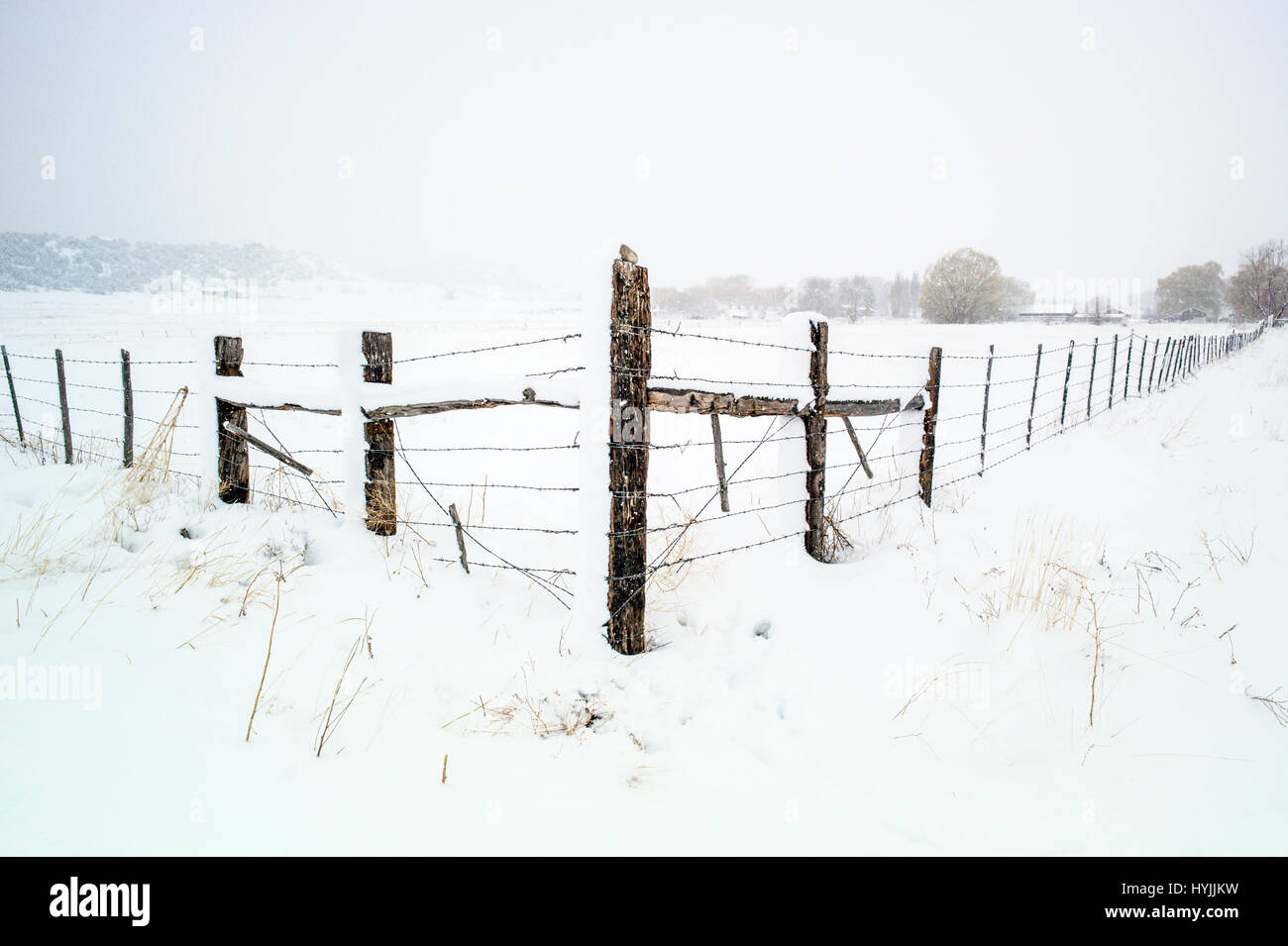 Stacheldrahtzaun in frischen April Schneesturm: Vandaveer Ranch; Salida; Colorado; USA Stockfoto