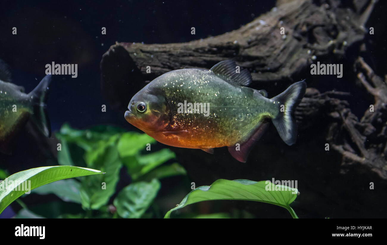 Piranha [Pygocentrus nattereri] in einem Aquarium. Monaco. Stockfoto