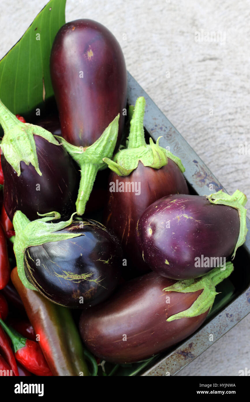 Frisch gepflückt homegrown Black Beauty Auberginen Stockfoto
