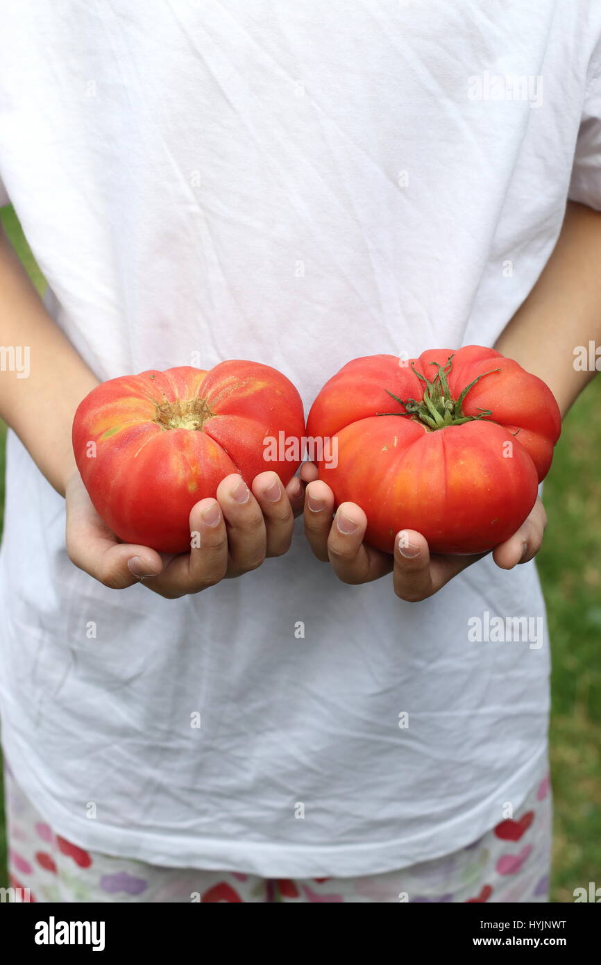 Hand halten Heirloom Tomaten Stockfoto