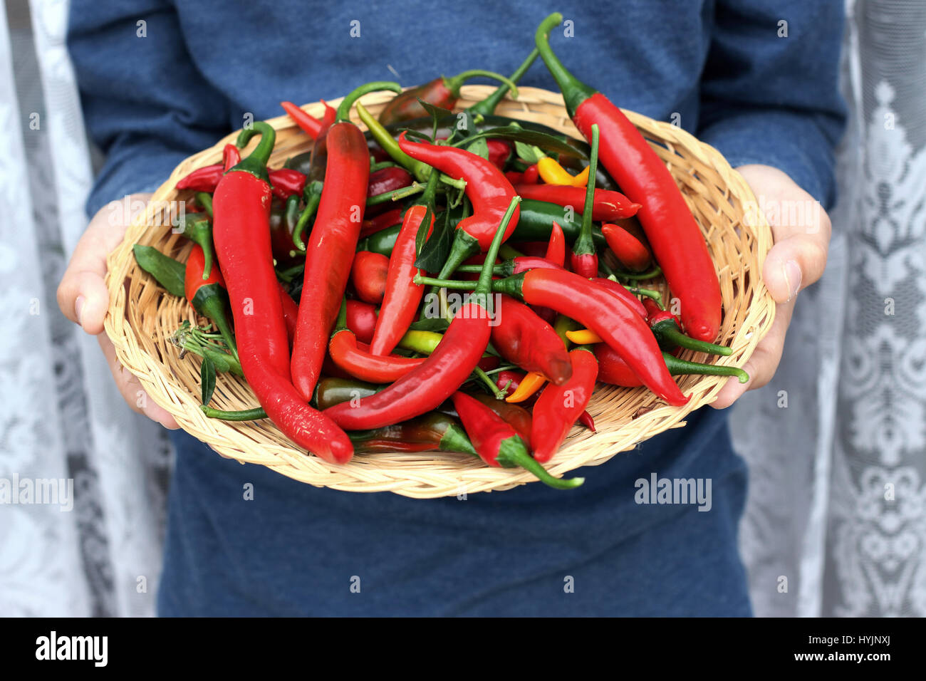 Frisch gepflückt homegrown chilis Stockfoto