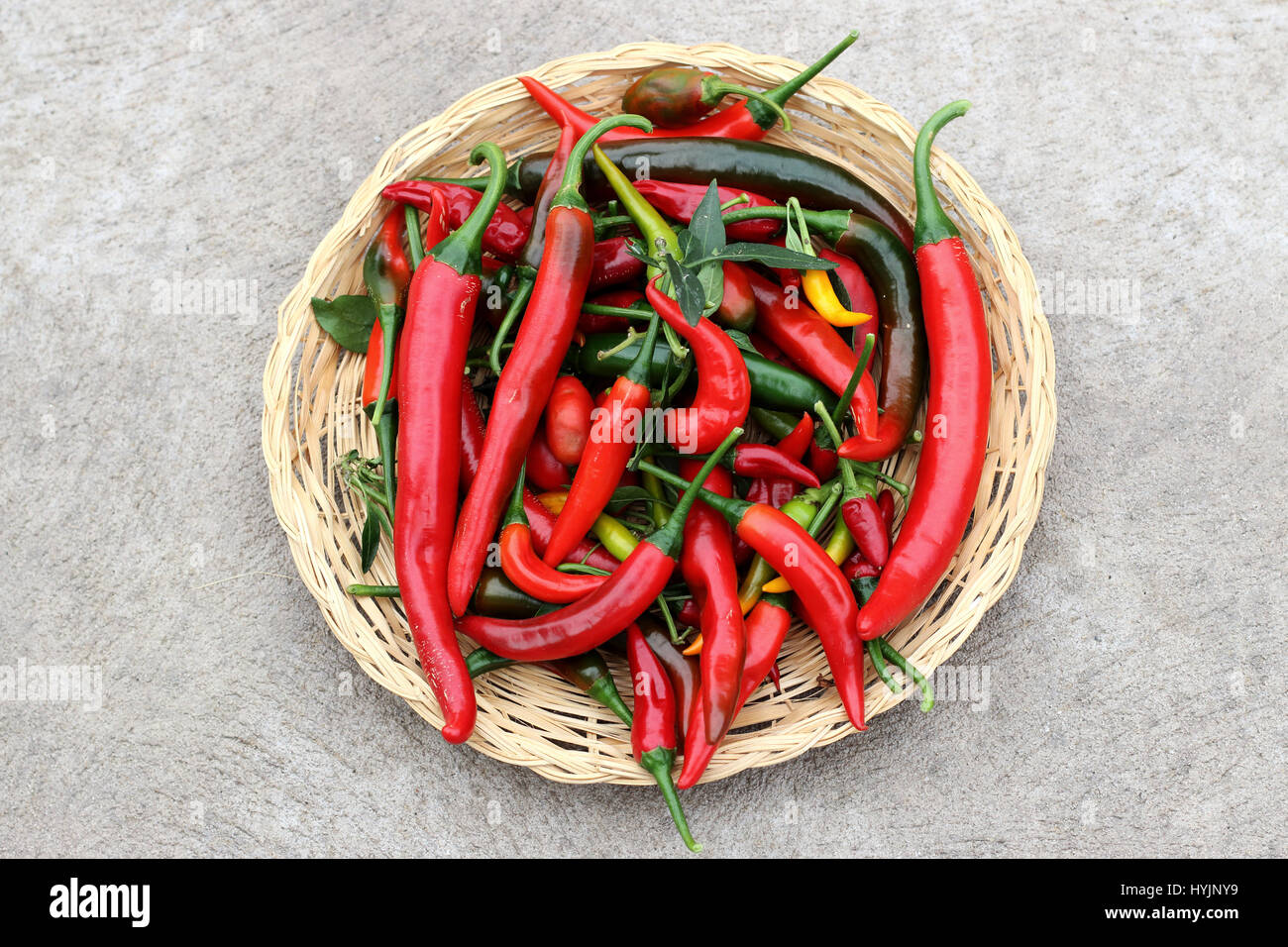 Frisch gepflückt homegrown chilis Stockfoto