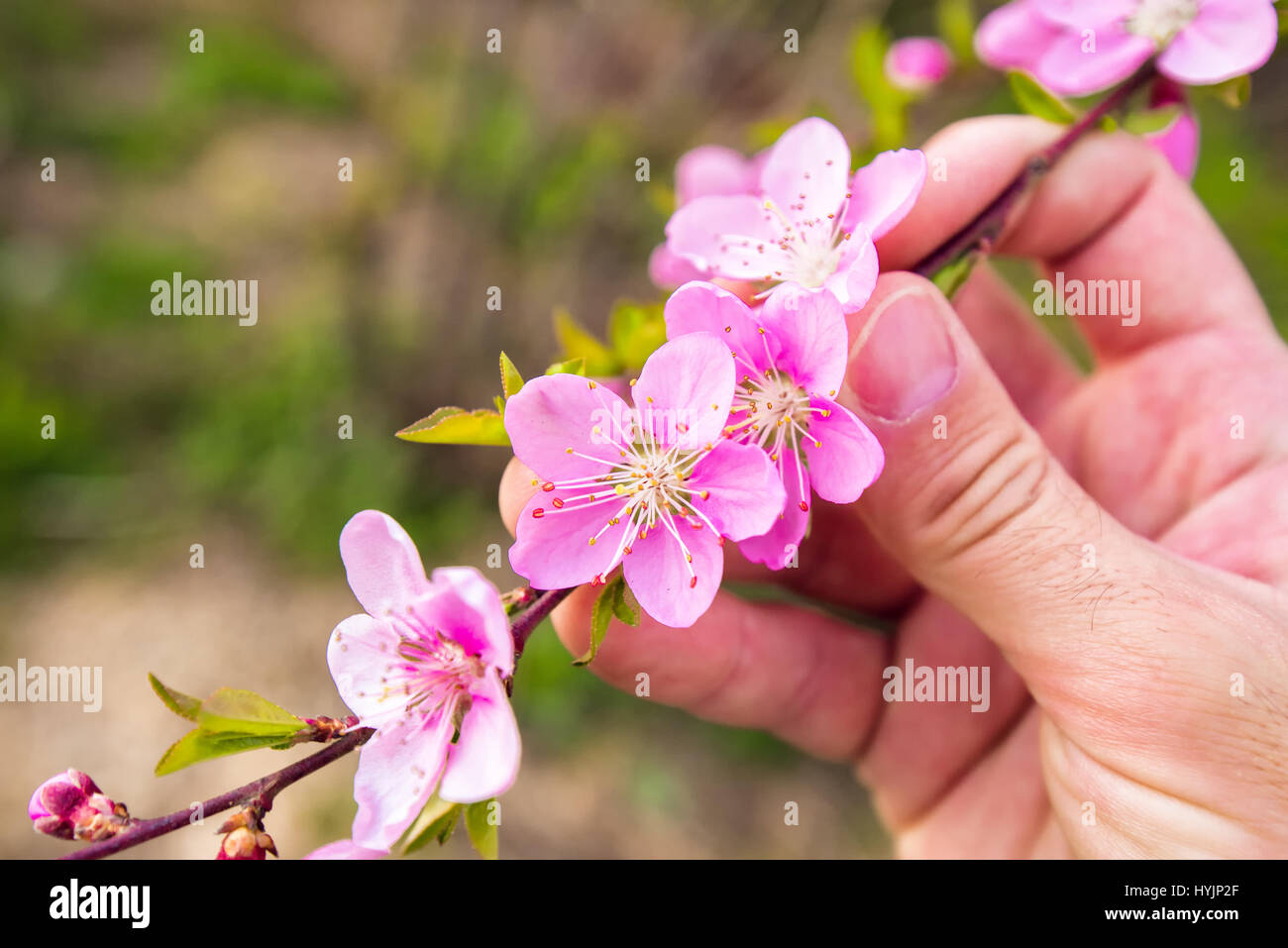 Landwirt Hand hält Pfirsichblüte Zweig im Obstgarten, Agronom, die im Frühjahr blühenden Obstbaum zu prüfen Stockfoto