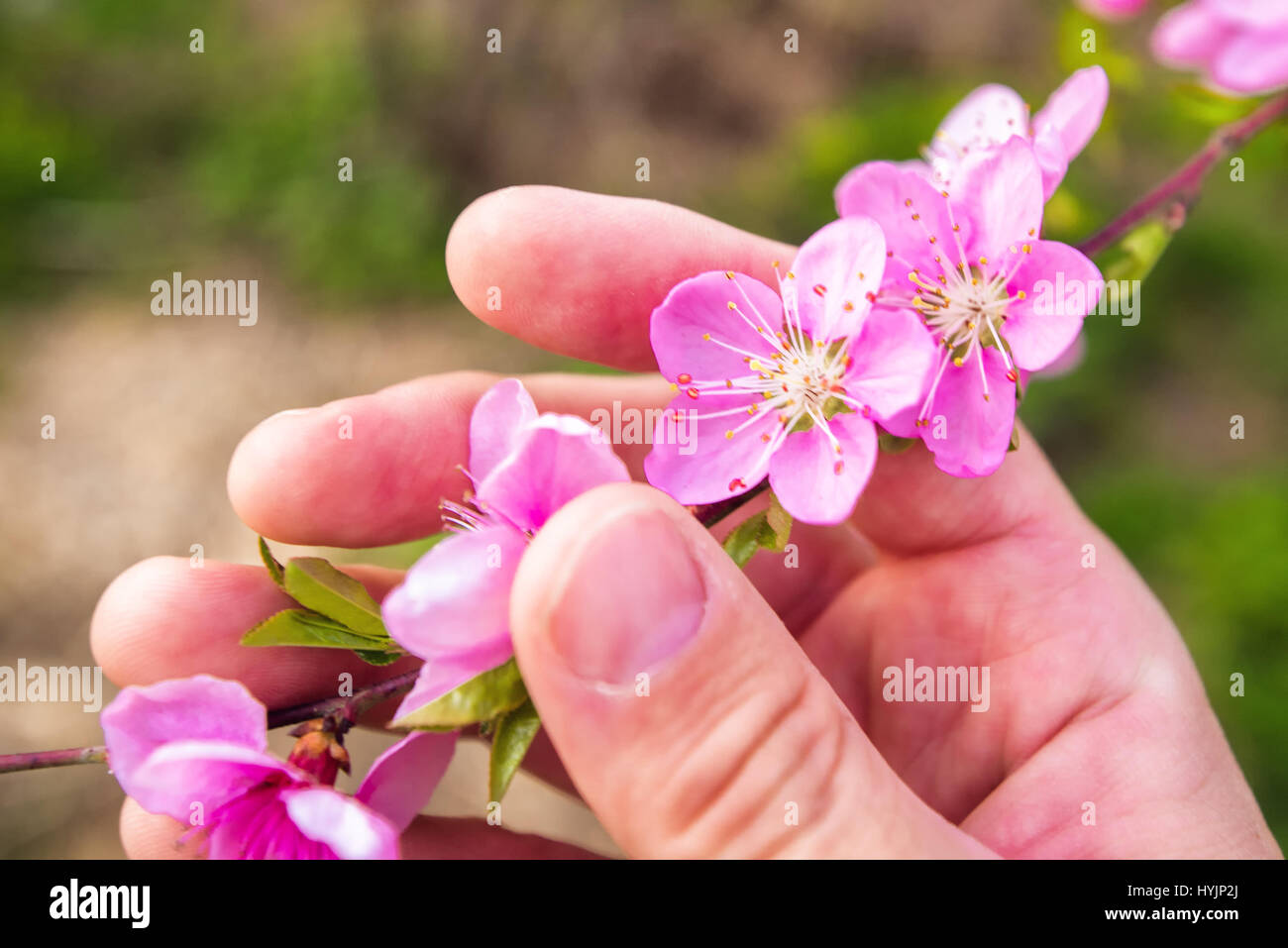 Landwirt Hand hält Pfirsichblüte Zweig im Obstgarten, Agronom, die im Frühjahr blühenden Obstbaum zu prüfen Stockfoto