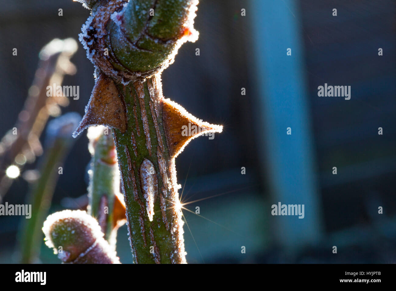 Rosa Tynwald Stiel und Dornen mit Frost Ringwood Hampshire England UK Stockfoto