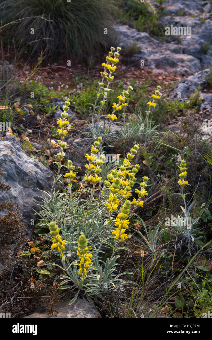 Candilera Phlomis Lychnitis, Pflanze und Blume im mediterranen Wald. Sierra de Mijas. Provinz Malaga Costa del Sol Andalusien Südspanien, E Stockfoto