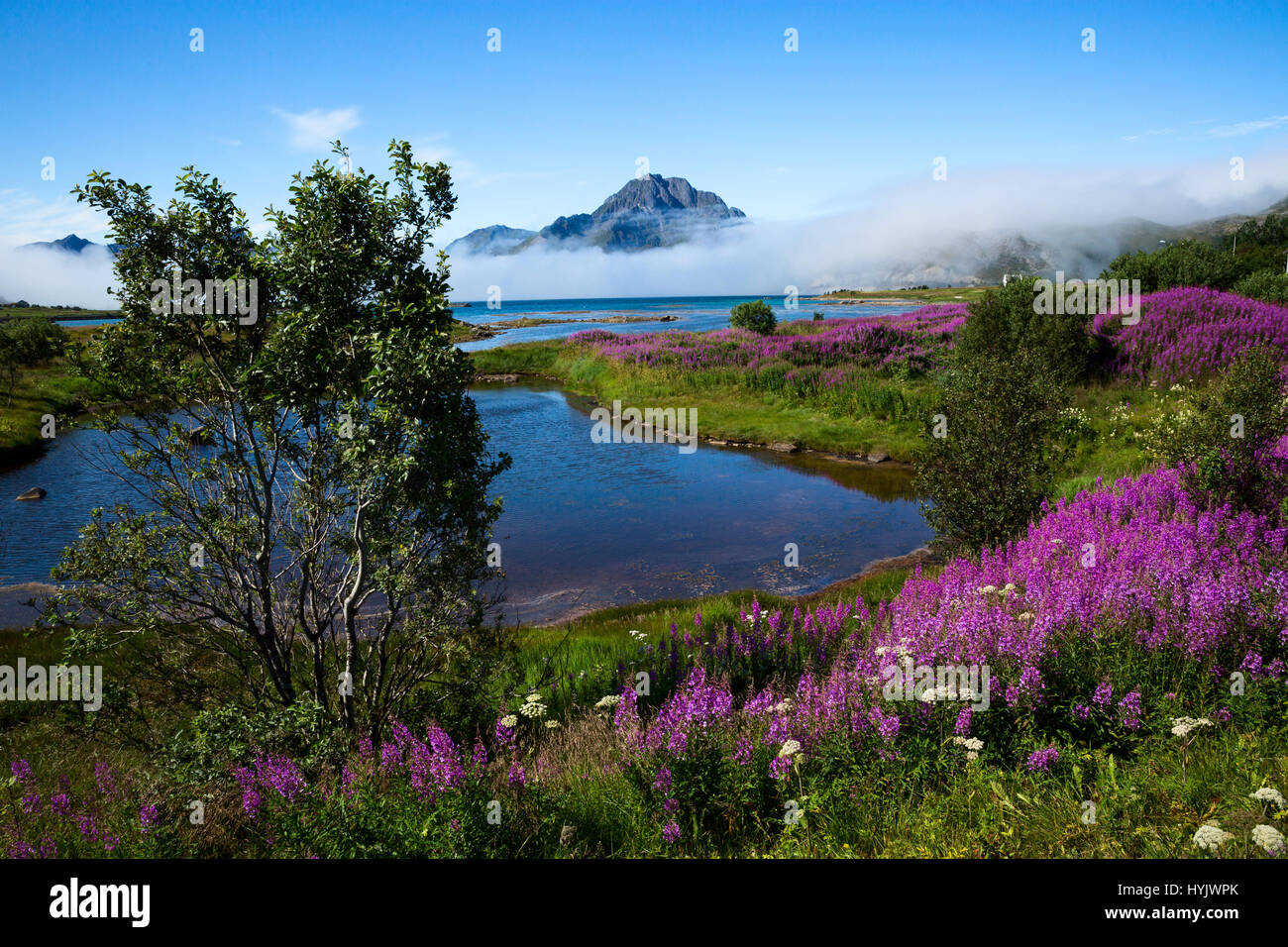 Europa, Norwegen, Lofoten, Tussan-Nähe, Wildblumen und Fof unter den Gipfeln Stockfoto