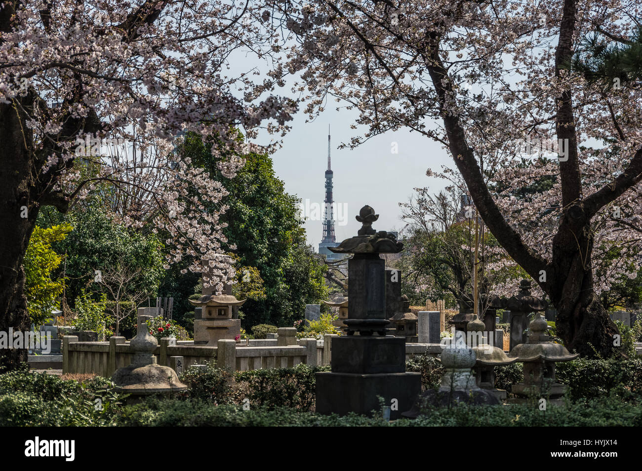 Turm und Blumen - Tokyo Tower und Kirschblüten Stockfoto