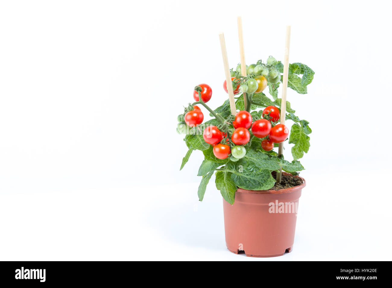 Einfamilienhaus angebaut Bio Kirschtomaten Baum mit Mini rote frische Tomaten hängen, gepflanzt in einem braunen Topf mit weißem Hintergrund Stockfoto Einfamilienhaus angebaut Bio Kirschtomaten Baum mit Mini rote frische Tomaten hängen, gepflanzt in einem braunen Topf mit weißem Hintergrund Stockfoto