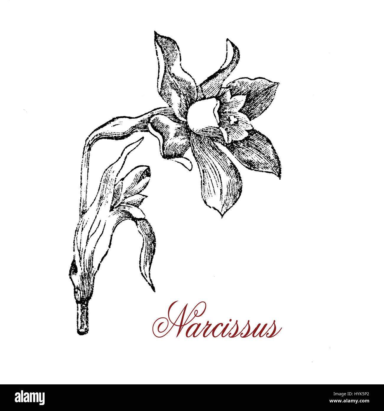 XIX Jahrhundert Gravur von Narzissen oder Narzissen auffällige Blume mit sechs Blütenblätter und einen trompetenförmigen Corona, in der Regel weiß oder gelb, auch mit kontrastierenden Farben. Stockfoto