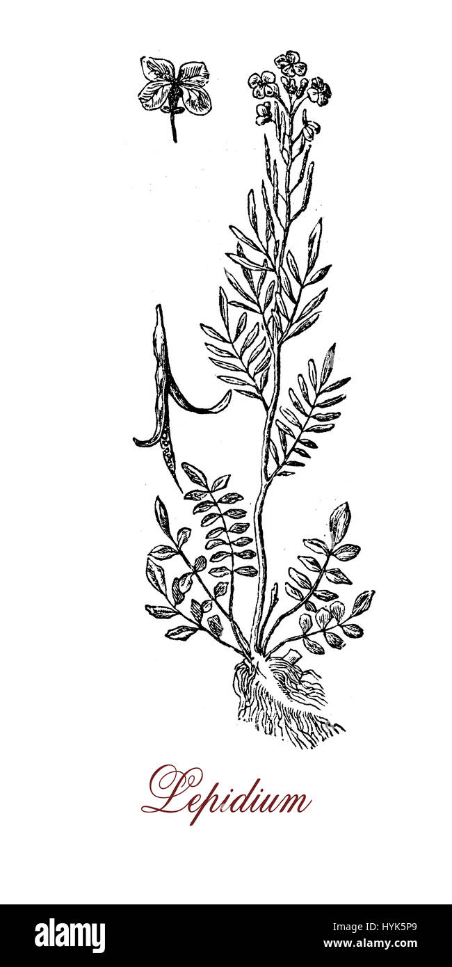 XIX Jahrhundert Gravur von Lepidium oder Peppercress, Pflanze der Senf/Kohl-Familie mit kleinen Blättern und kleinen gelben Blüten. Alle Teil der Pflanze sind essbar. Stockfoto