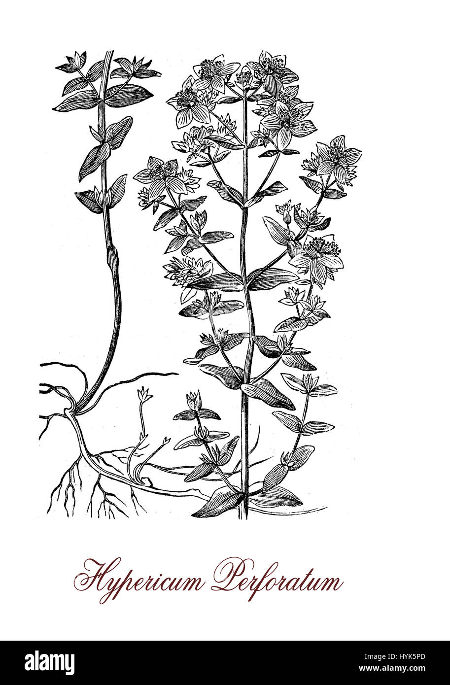 Hypericum Perforatum oder Johanniskraut ist eine blühende Pflanze und Heilpflanze mit Antidepressiva und Anti-inflammatorische Aktivität. Die Blätter haben durchscheinende Punkte, die Blüten sind leuchtend gelb. Stockfoto