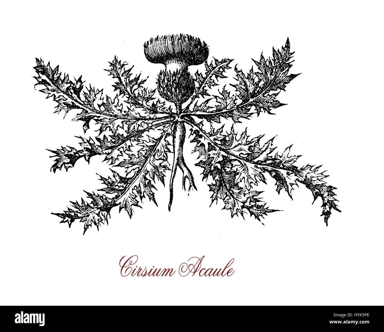 Botanische Vintage Gravur von Cirsium Acaule, mehrjährige Pflanze mit stacheligen behaarten Blätter Pread wie eine Rosette und rot-violetten Blüten in Europa heimisch. Stockfoto