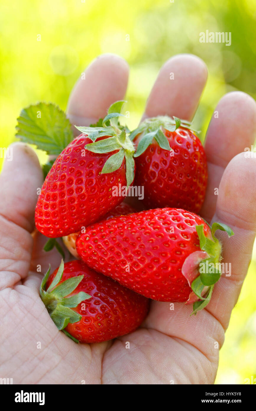 Erdbeeren Stockfoto