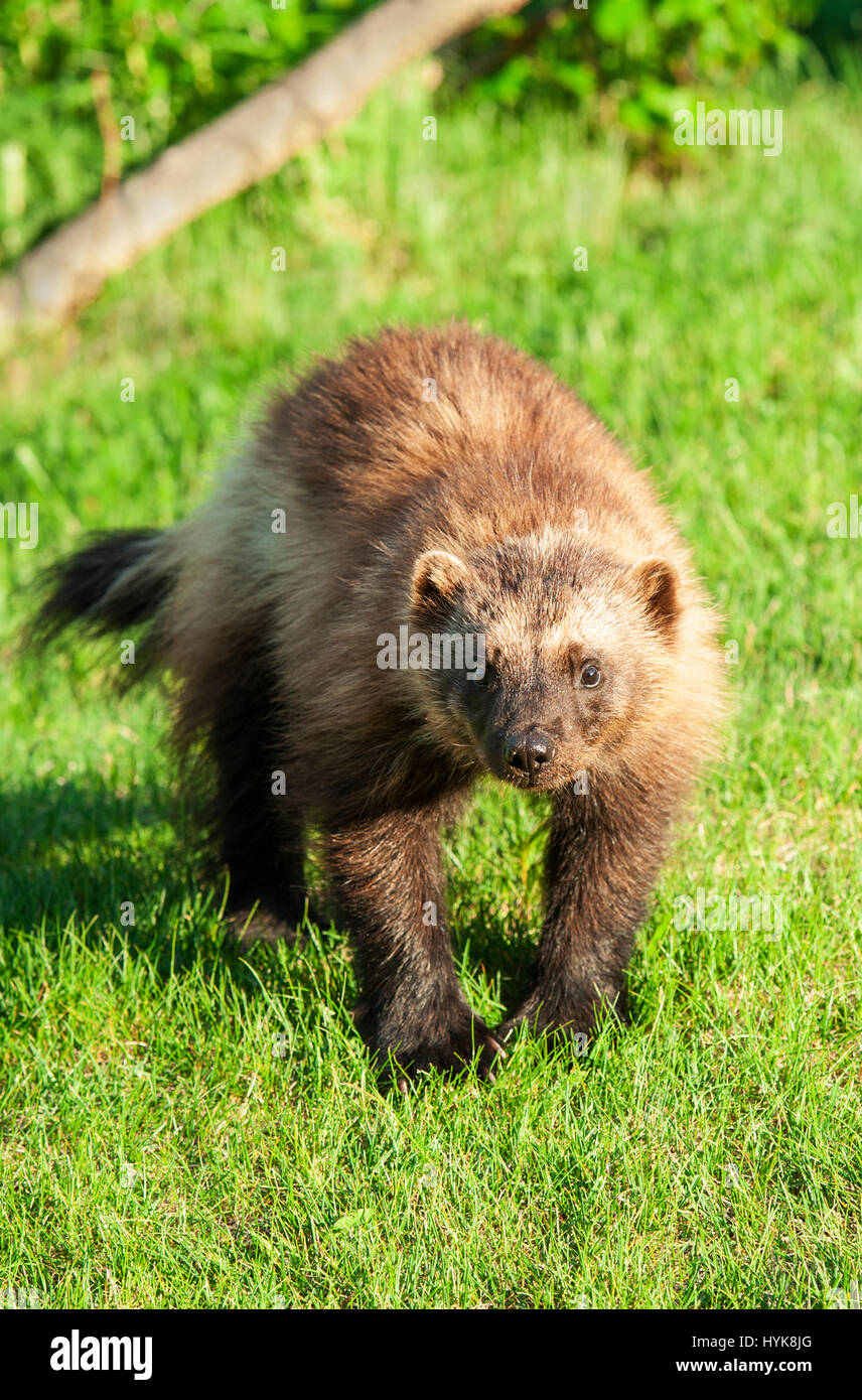 Vereinigten Staaten; Alaska; Chugach State Park; Wildtiere; Säugetiere; Mardern: Wolverine; Gulo Gulo. Stockfoto