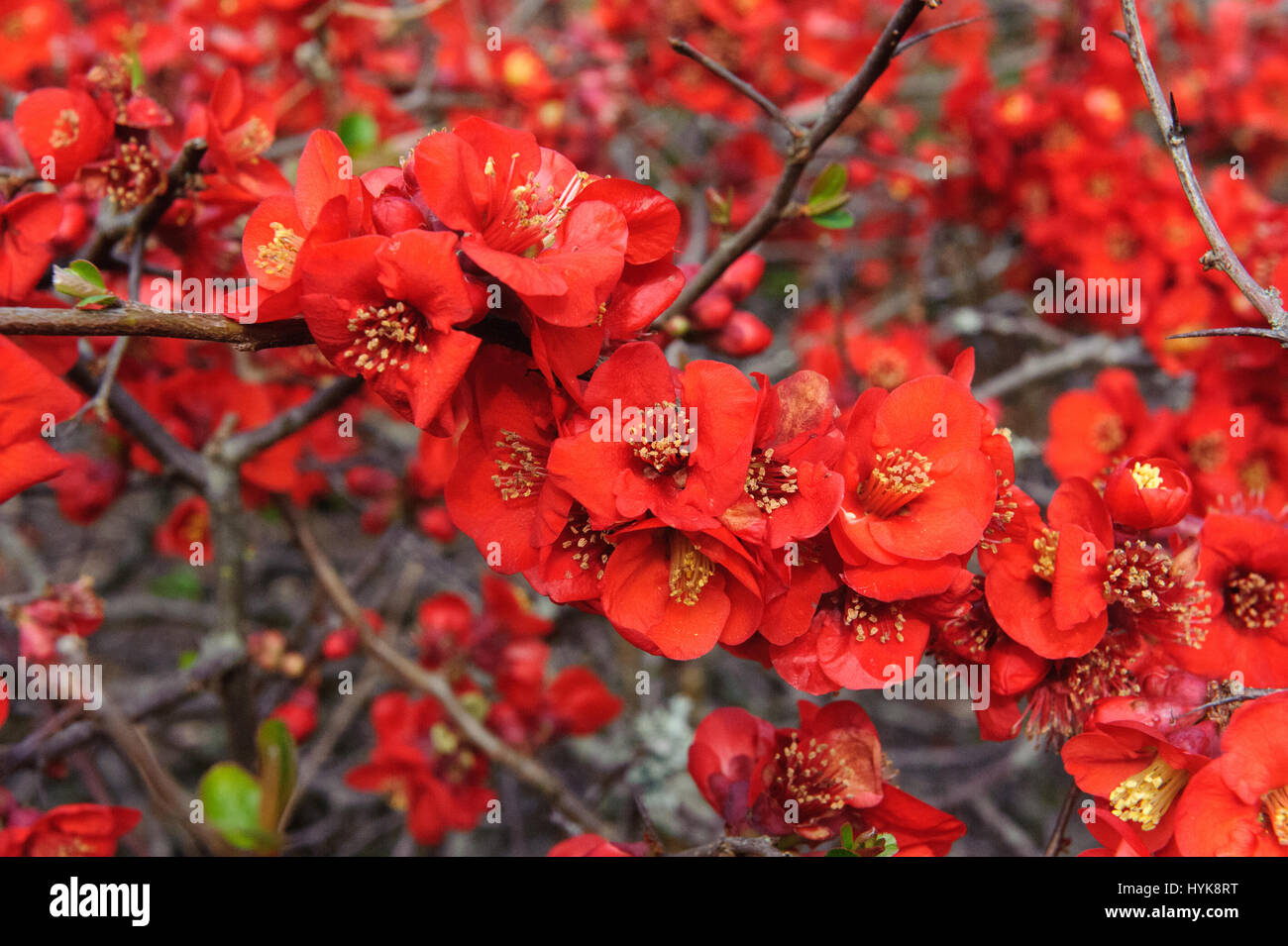 Chaenomeles Speciosa "Incendie" japanische blühende Quitte Sorte winterhart Strauch rote Blumen Frühling Blume Blüte Stockfoto