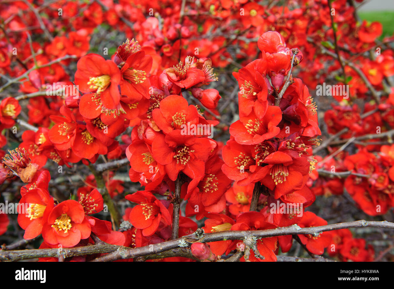 Chaenomeles Speciosa "Incendie" japanische blühende Quitte Sorte winterhart Strauch rote Blumen Frühling Blume Blüte Stockfoto