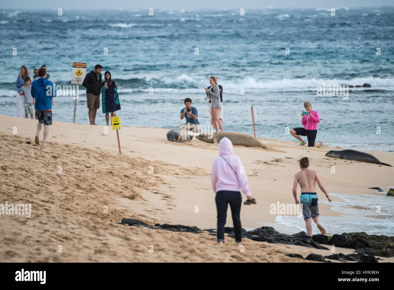 Menschen beobachten Hawaii-Mönchsrobben, Neomonachus Schauinslandi, Poipu Beach Park, Kauai, Hawaii, USA Stockfoto