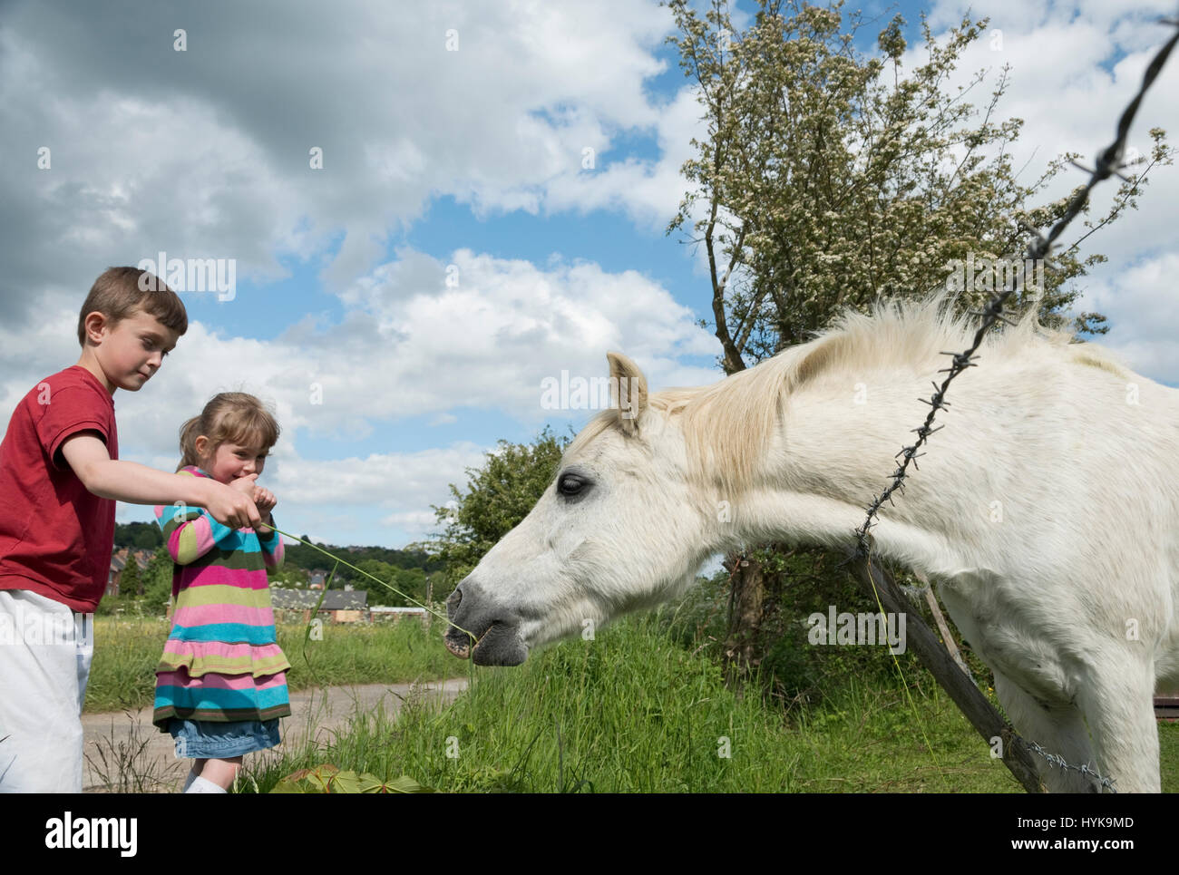 Bolsover, Derbyshire - Feb 01: Zwei Kinder ernähren sich Gräser auf einem weißen Pferd in einem Feld von 1. Februar 2014 in den Außenbezirken von Bolsover, UK Stockfoto