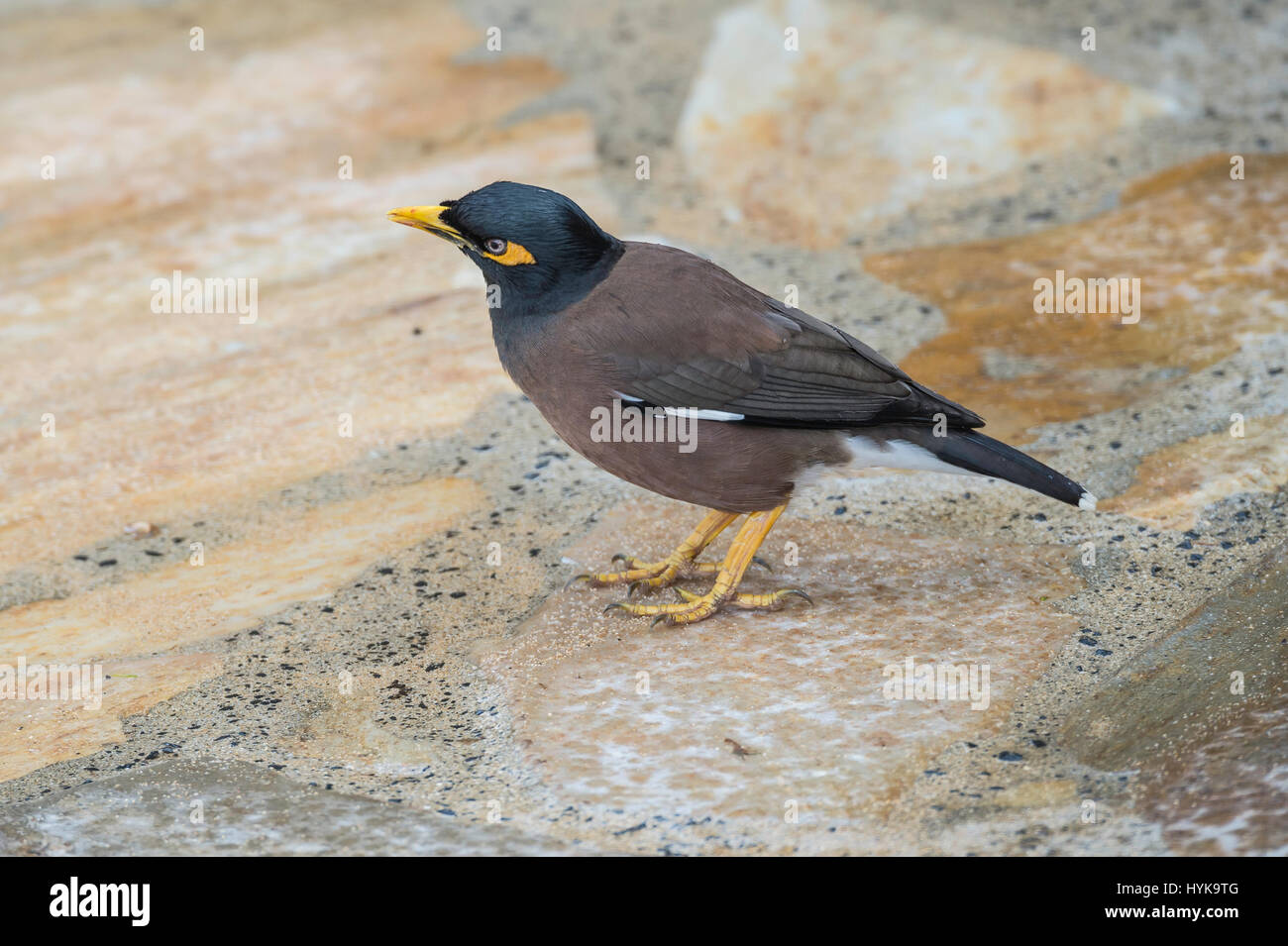 Gemeinsame Myna, Acridotheres Tristis, indische Myna, Kauai, Hawaii, USA Stockfoto