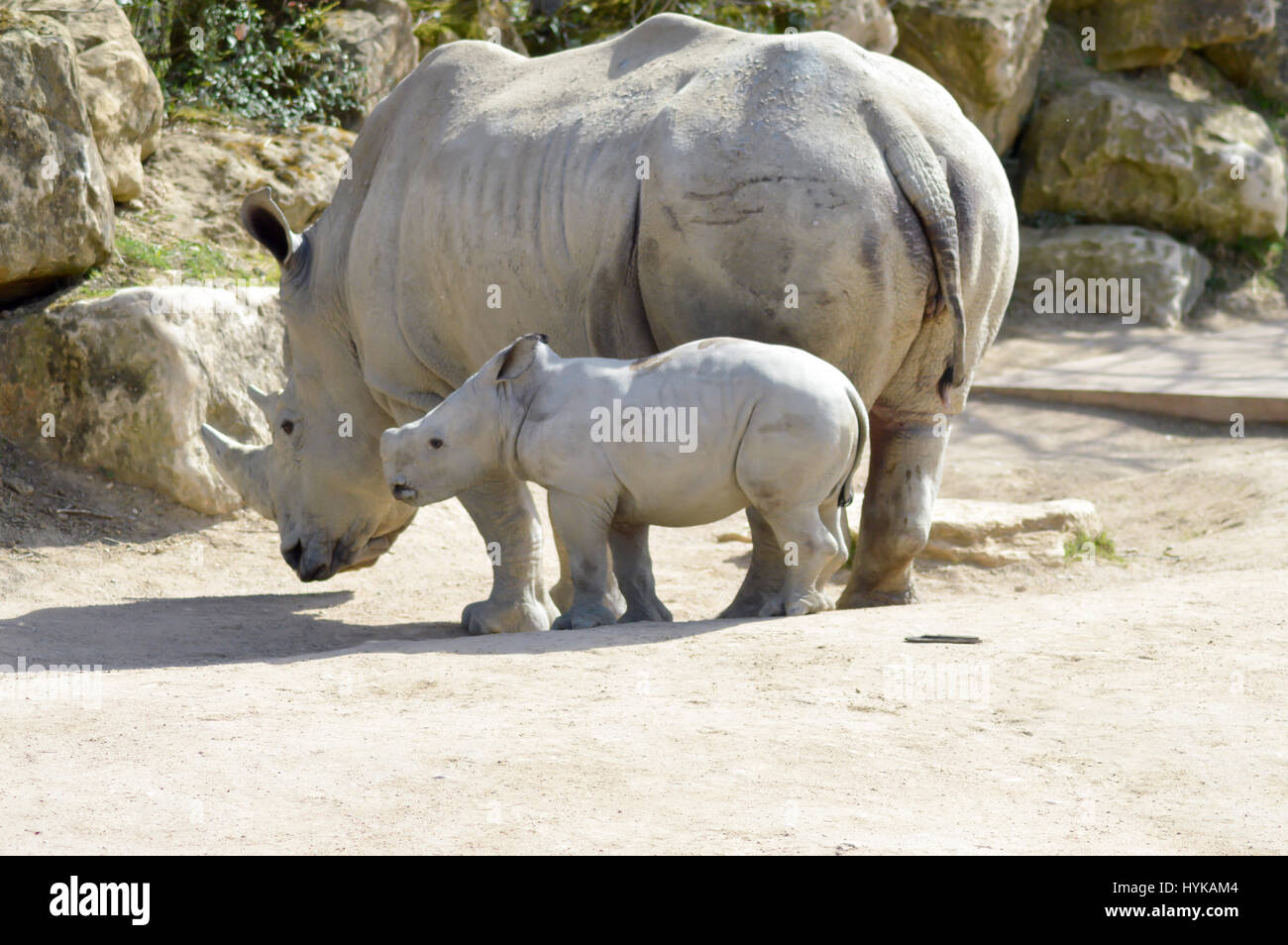 Junge Nashorn und Mutter auf einem Stein Hintergrund in einem Wildpark in Frankreich Stockfoto