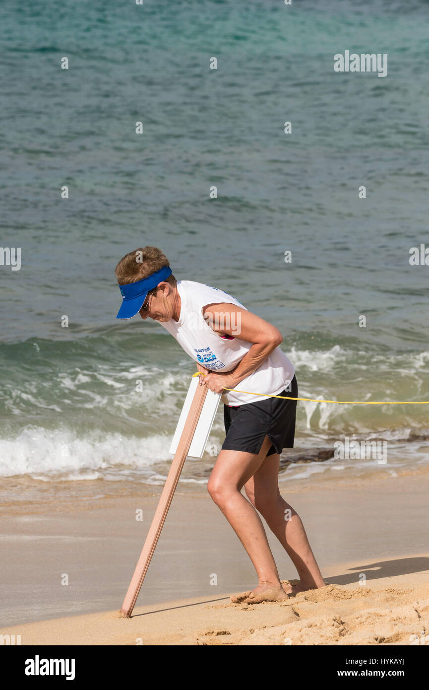 Ein freiwilliger setzt Zeichen zu halten Menschen weg von eine hawaiianische Mönchsrobbe, Neomonachus Schauinslandi am Poipu Beach, Kauai, Hawaii, USA Stockfoto