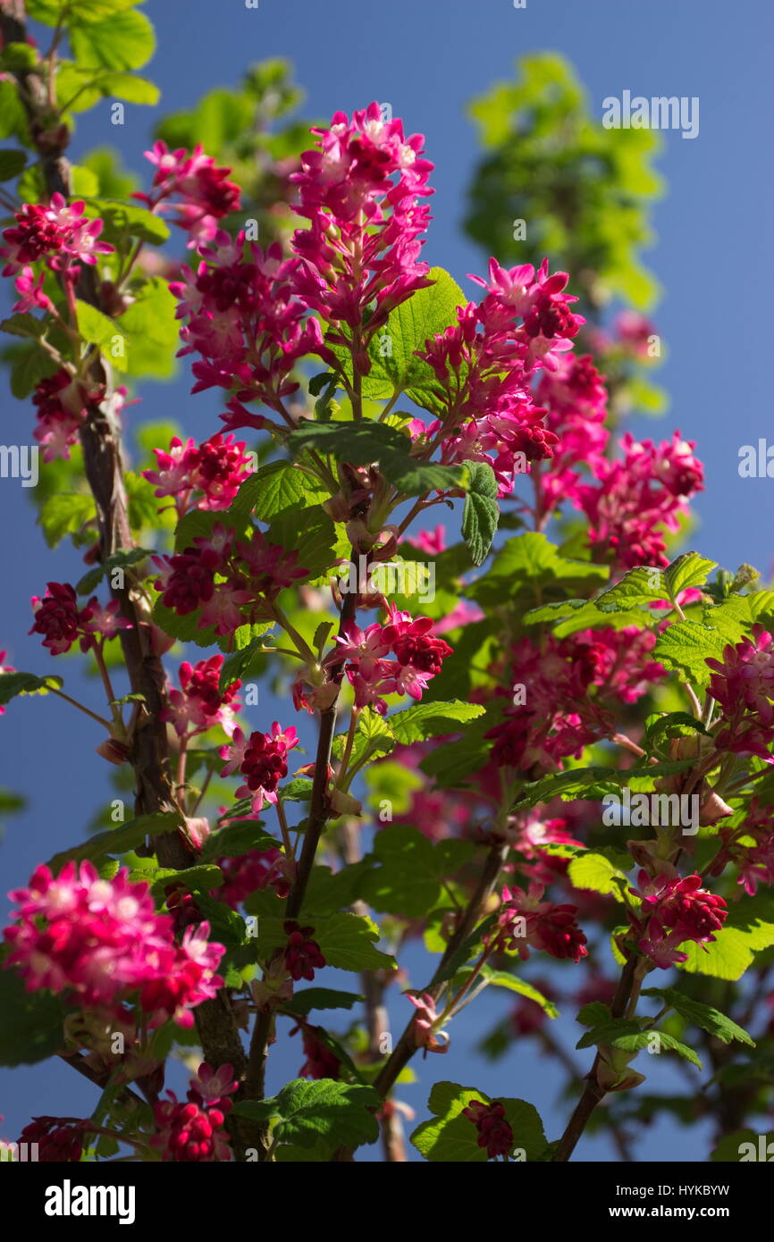 Ribes Sanguineum Koja Blüte Strom Stockfoto