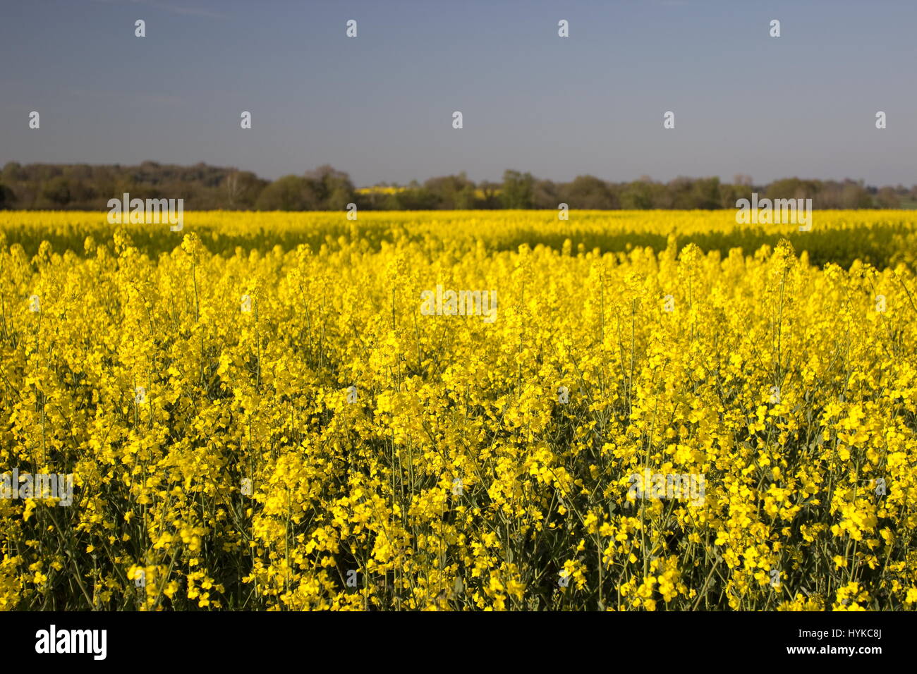 Raps Feld Brassica napas Stockfoto