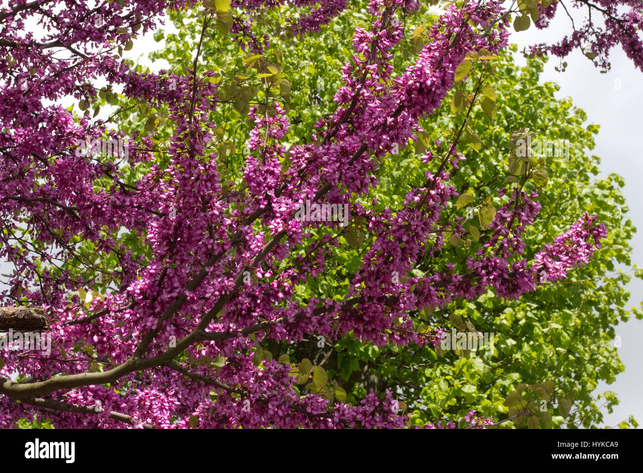 Cercis Silaquastrum Judasbaum rosa Spring blossom Stockfoto