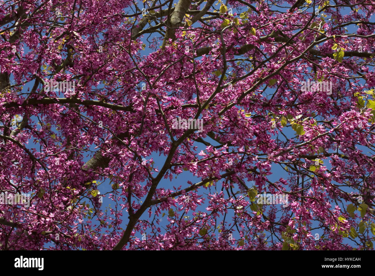 Cercis Silaquastrum Judasbaum rosa Spring blossom Stockfoto
