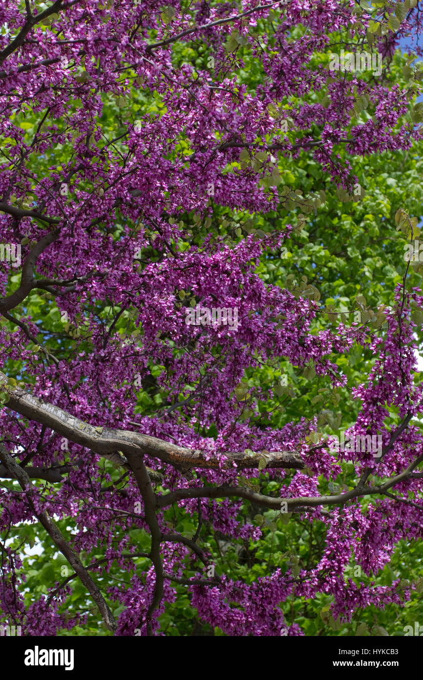 Cercis Silaquastrum Judasbaum rosa Spring blossom Stockfoto