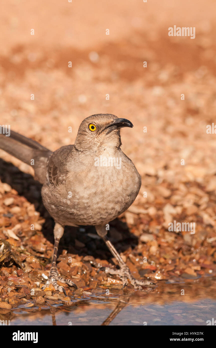 Kurve-billed Thrasher, Toxostoma Curvirostre, Green Valley, Arizona, USA Stockfoto